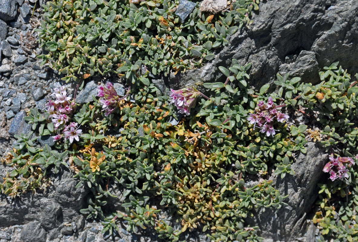 Изображение особи Acanthophyllum herniarioides.