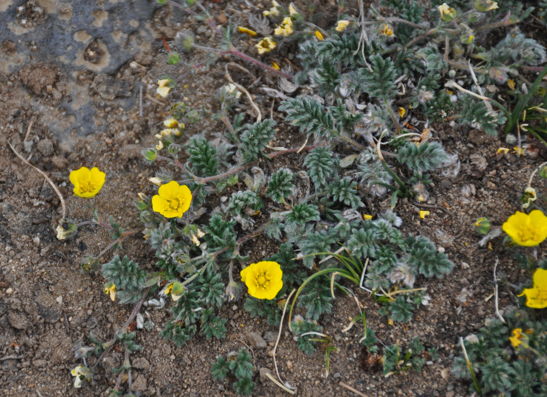 Изображение особи Potentilla sericea.