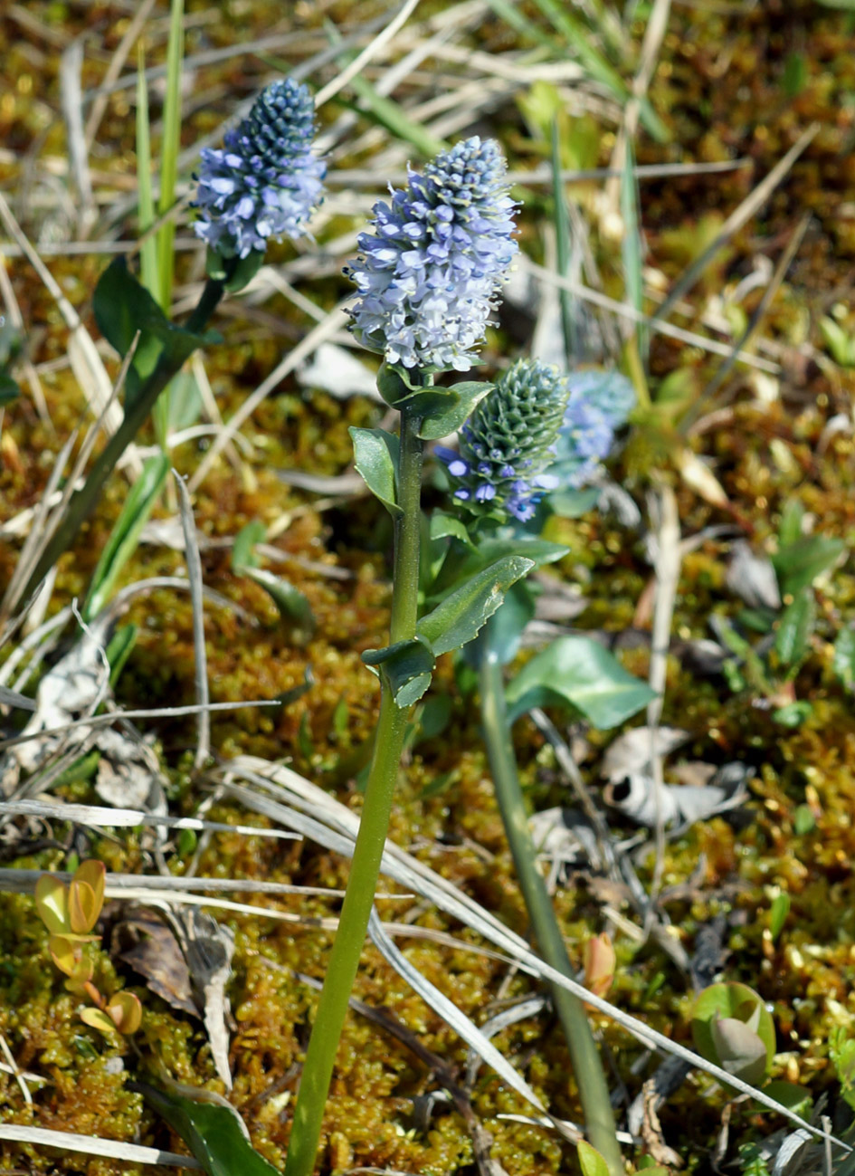 Image of Lagotis minor specimen.