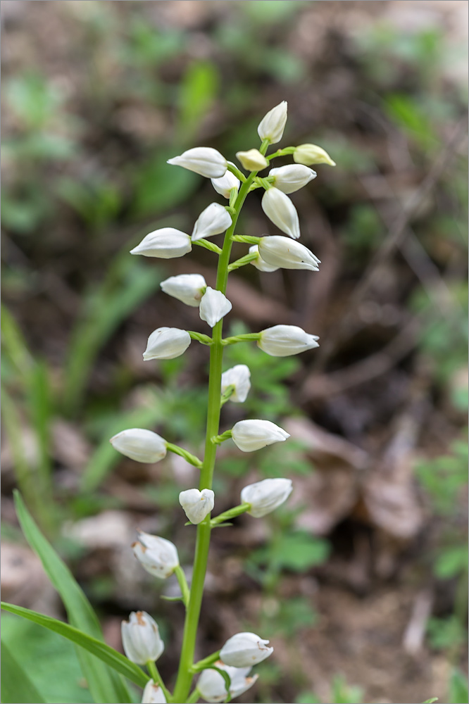 Image of Cephalanthera longifolia specimen.