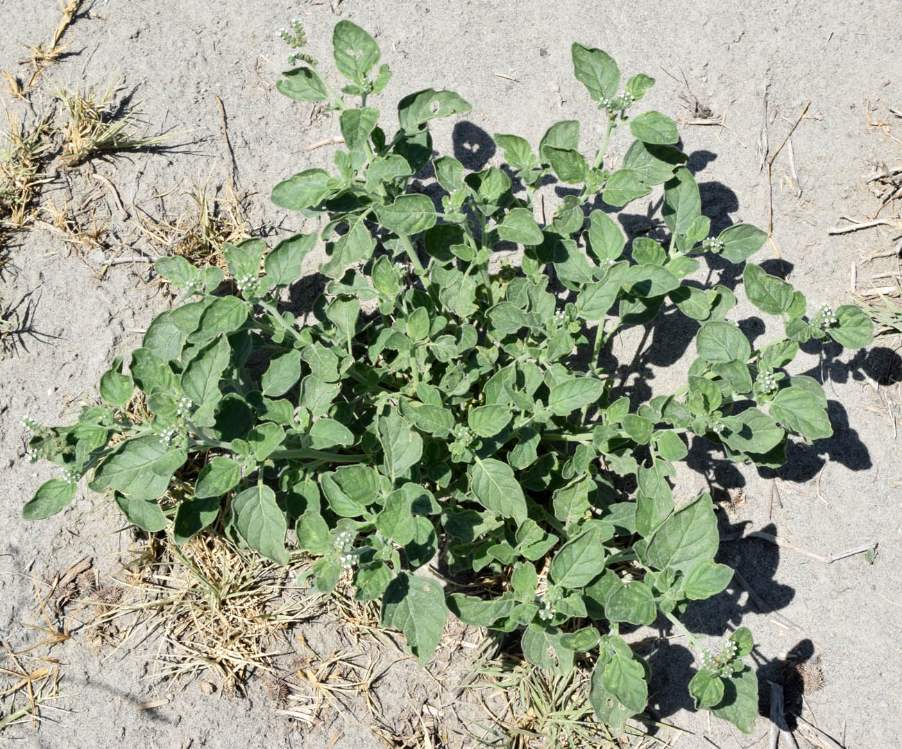 Image of Heliotropium ellipticum specimen.