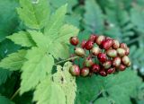 Actaea erythrocarpa. Незрелое соплодие на верхушке побега. Камчатский край, окр. пос. Ключи, подножье сопки севернее пос., около ручья. 23.08.2016.