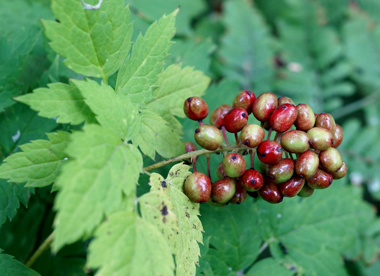 Image of Actaea erythrocarpa specimen.