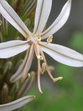 Asphodeline damascena