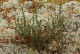 Calluna vulgaris