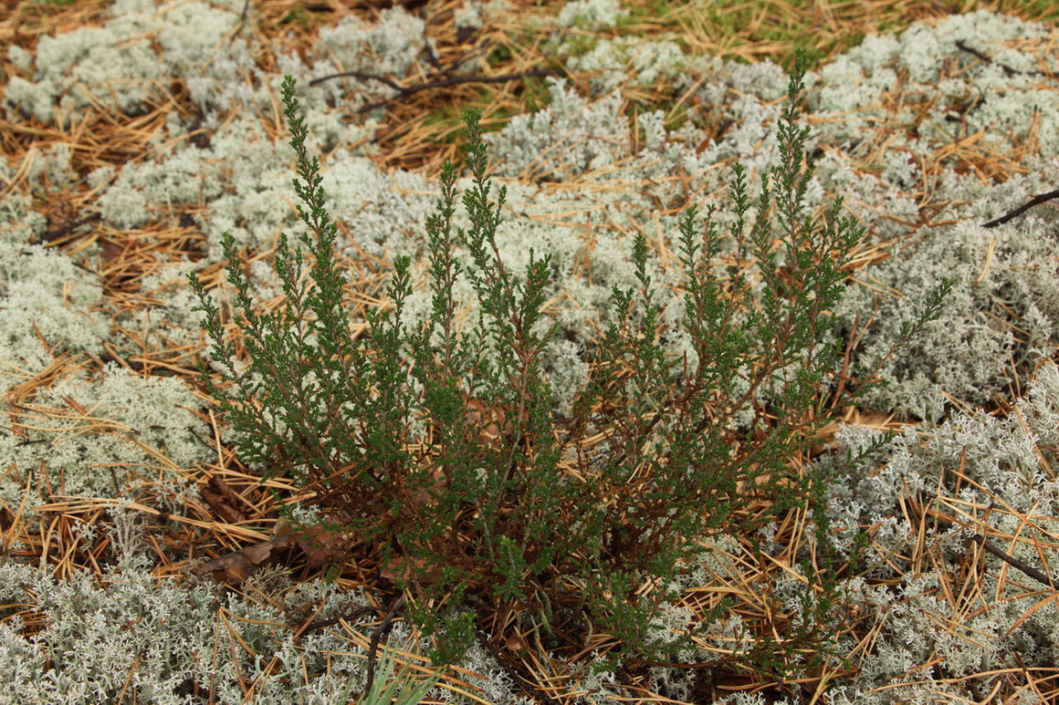 Image of Calluna vulgaris specimen.