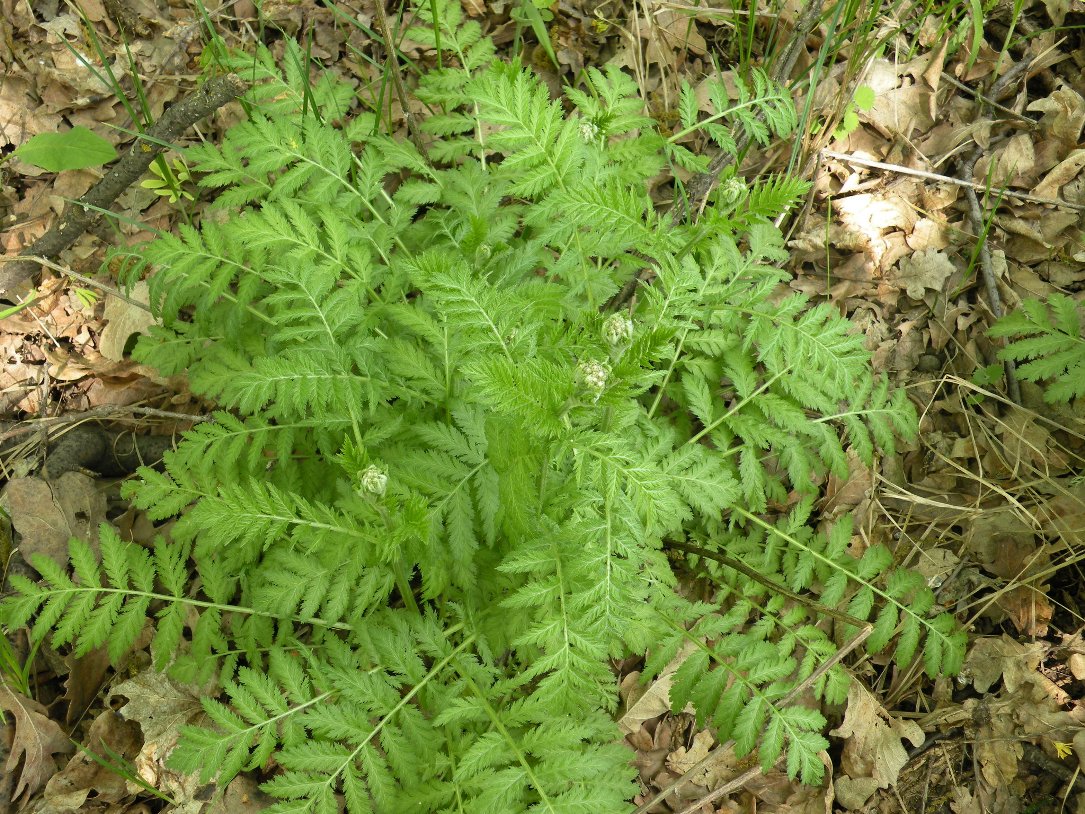 Image of Pyrethrum corymbosum specimen.