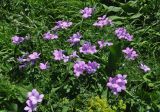 Linum hypericifolium