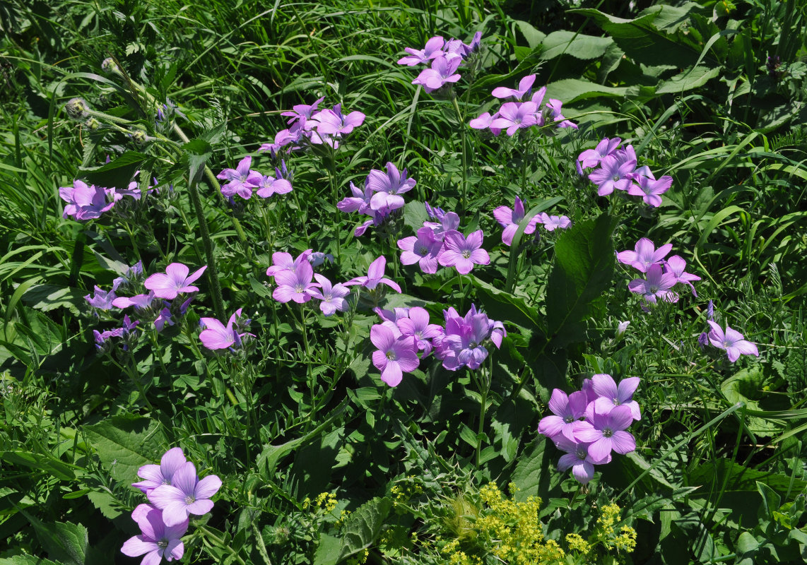 Изображение особи Linum hypericifolium.