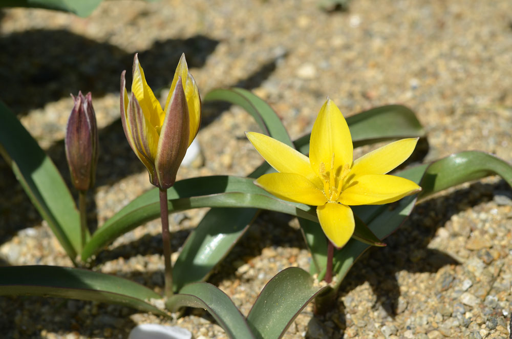 Изображение особи род Tulipa.