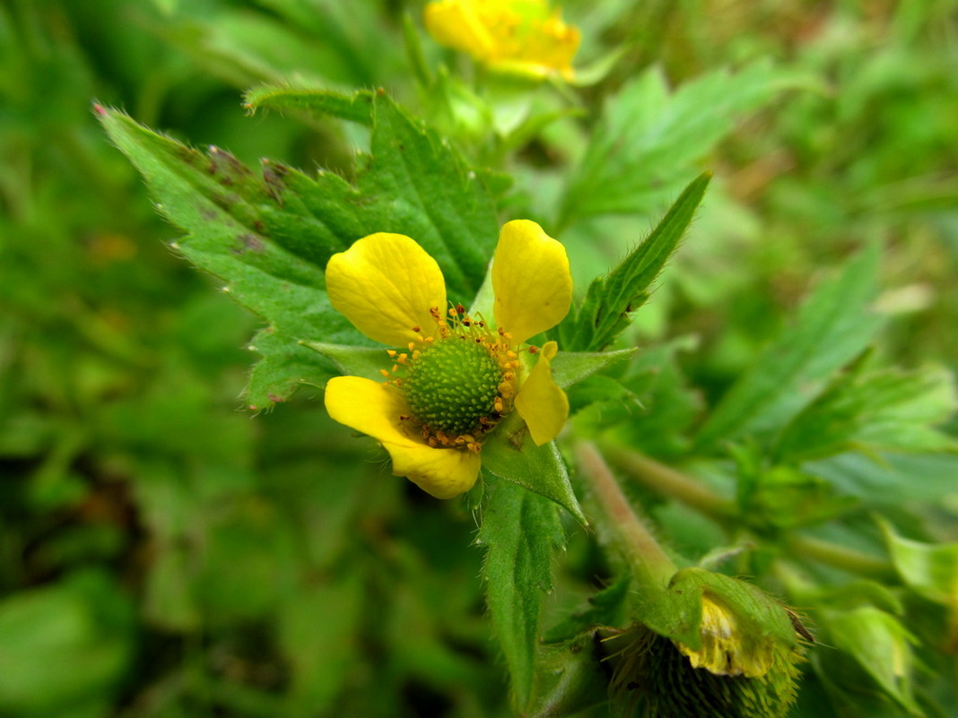Image of Geum aleppicum specimen.