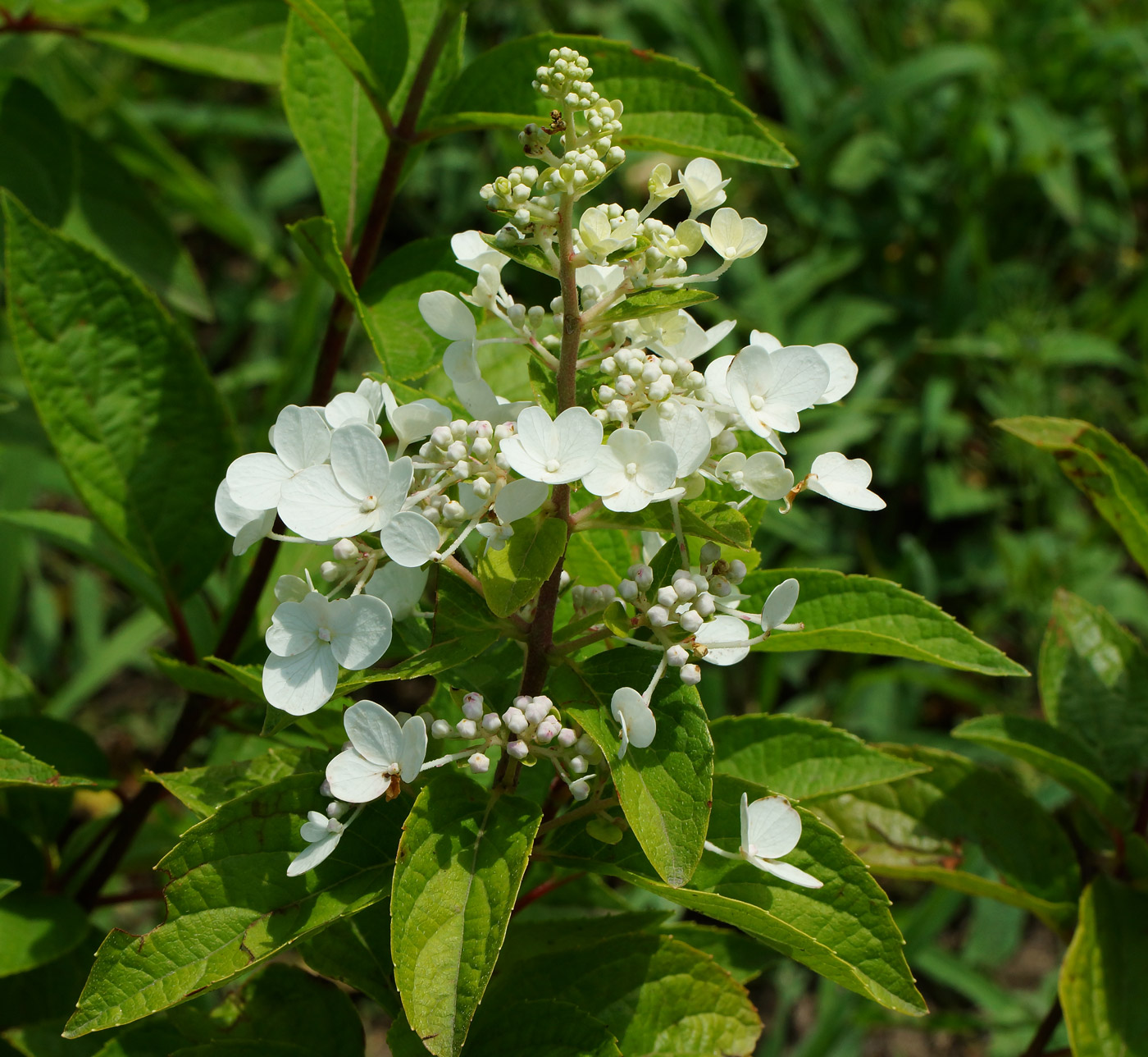 Image of Hydrangea paniculata specimen.