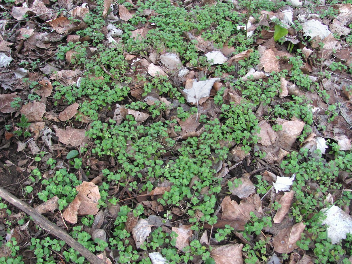 Image of Veronica sublobata specimen.