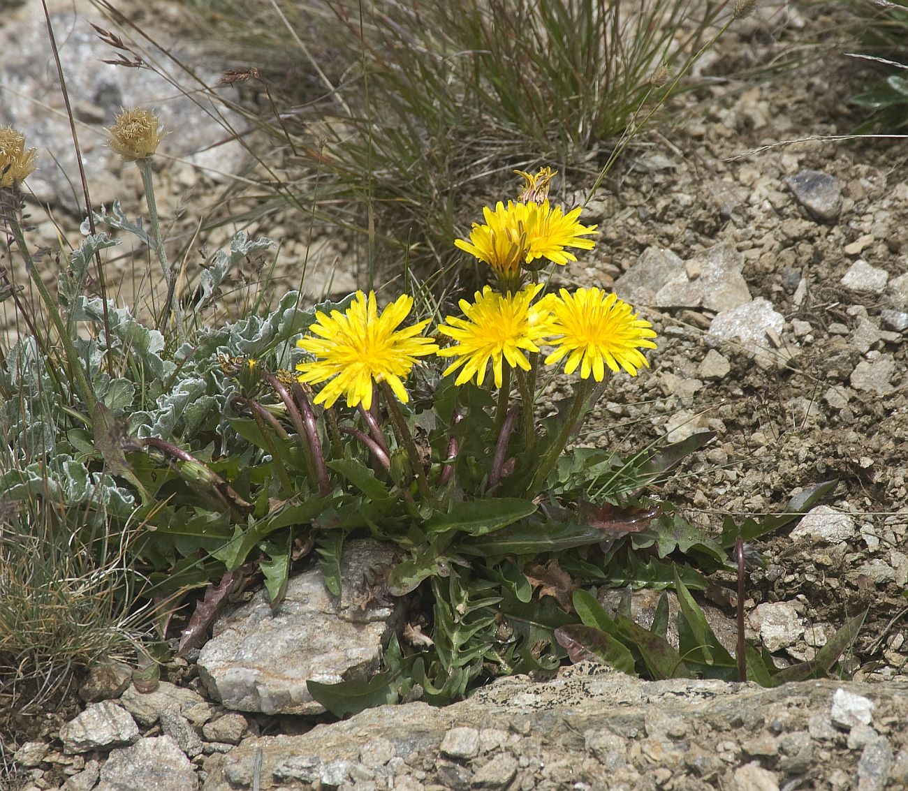 Изображение особи род Taraxacum.