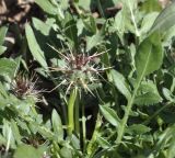 Centaurea raphanina ssp. mixta