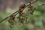 Ulmus laevis. Верхушка побега с соцветиями. Костромская обл., Костромской р-н, окр. пос. Козловы Горы, берег р. Волга. 07.05.2017.