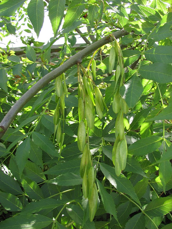 Image of Fraxinus excelsior specimen.