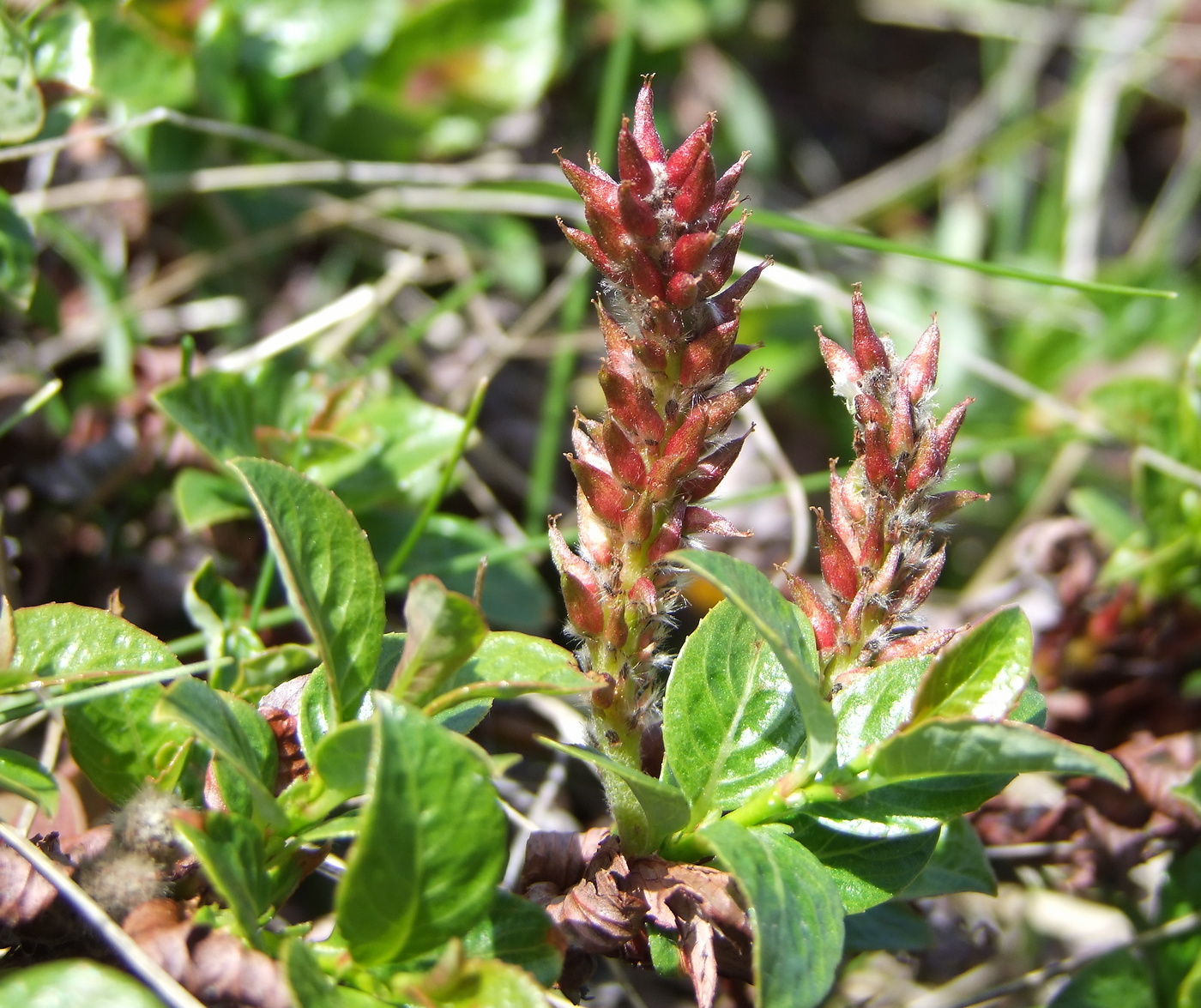 Image of Salix khokhriakovii specimen.