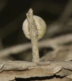 Melaleuca elliptica