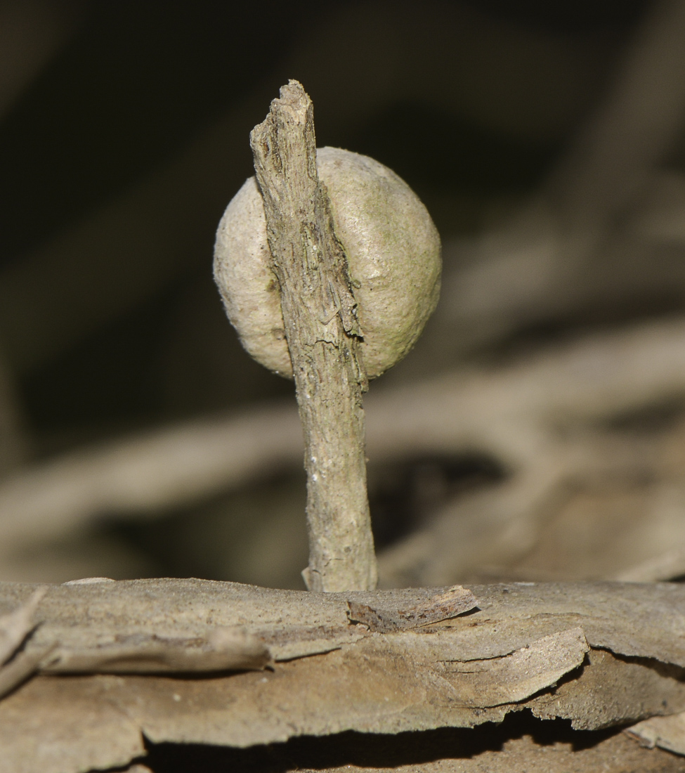 Изображение особи Melaleuca elliptica.