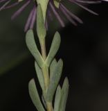 Lampranthus falcatus