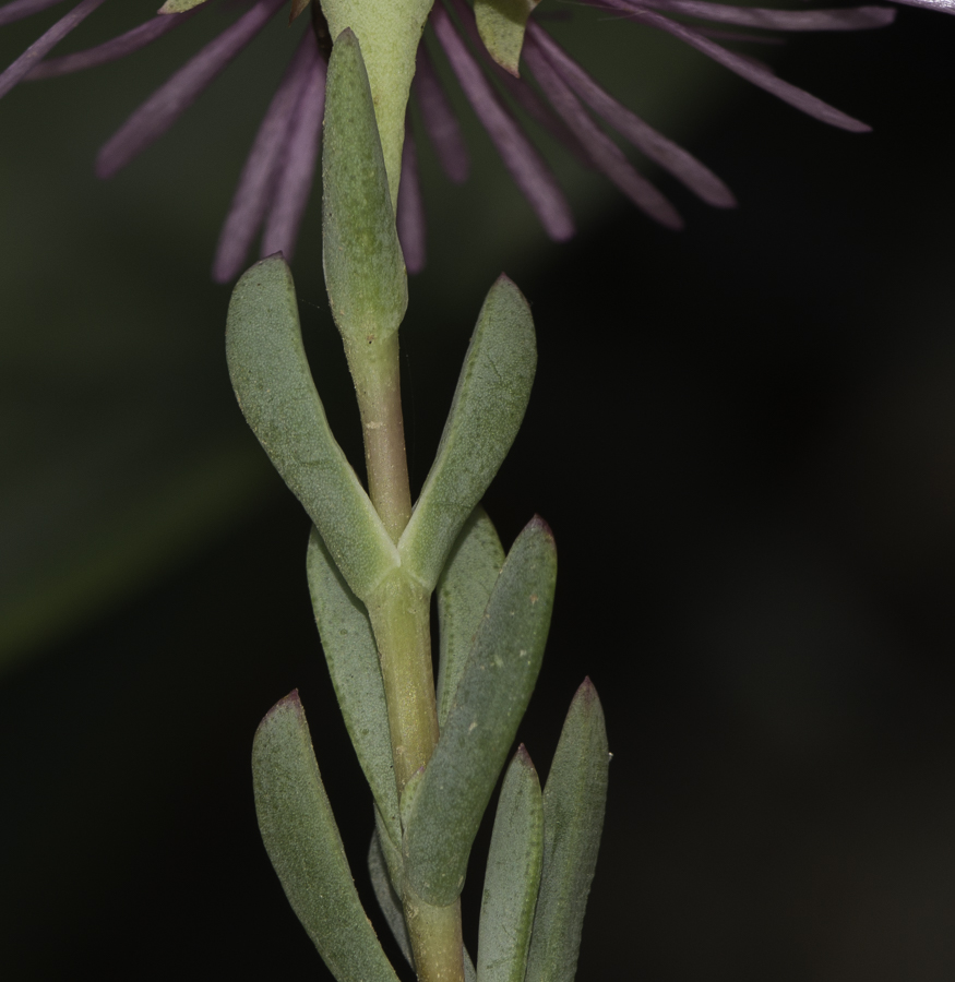 Image of Lampranthus falcatus specimen.