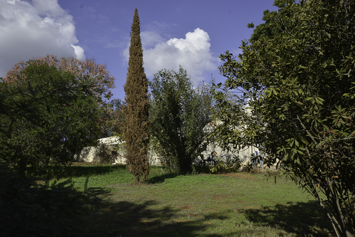 Image of Pyracantha rogersiana specimen.