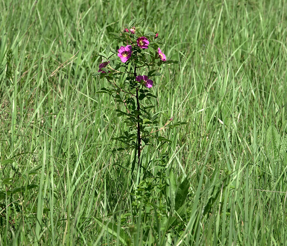 Image of Rosa cinnamomea specimen.