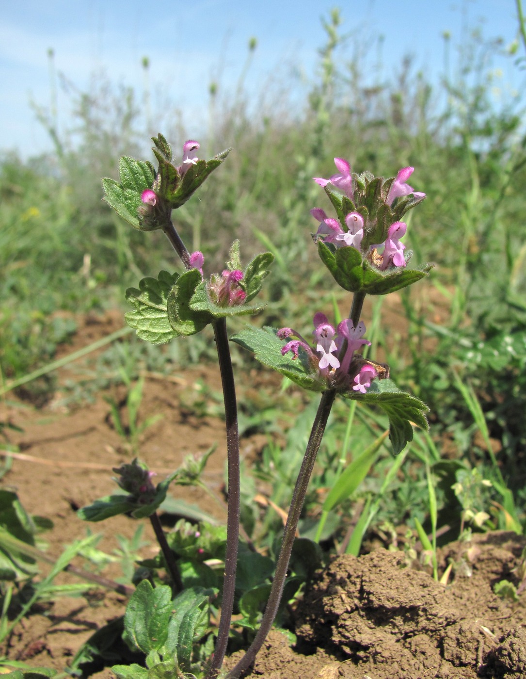 Image of Lamium amplexicaule specimen.