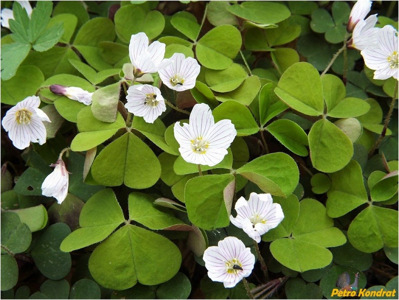 Изображение особи Oxalis acetosella.