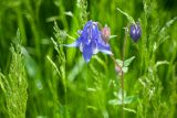 Aquilegia sibirica