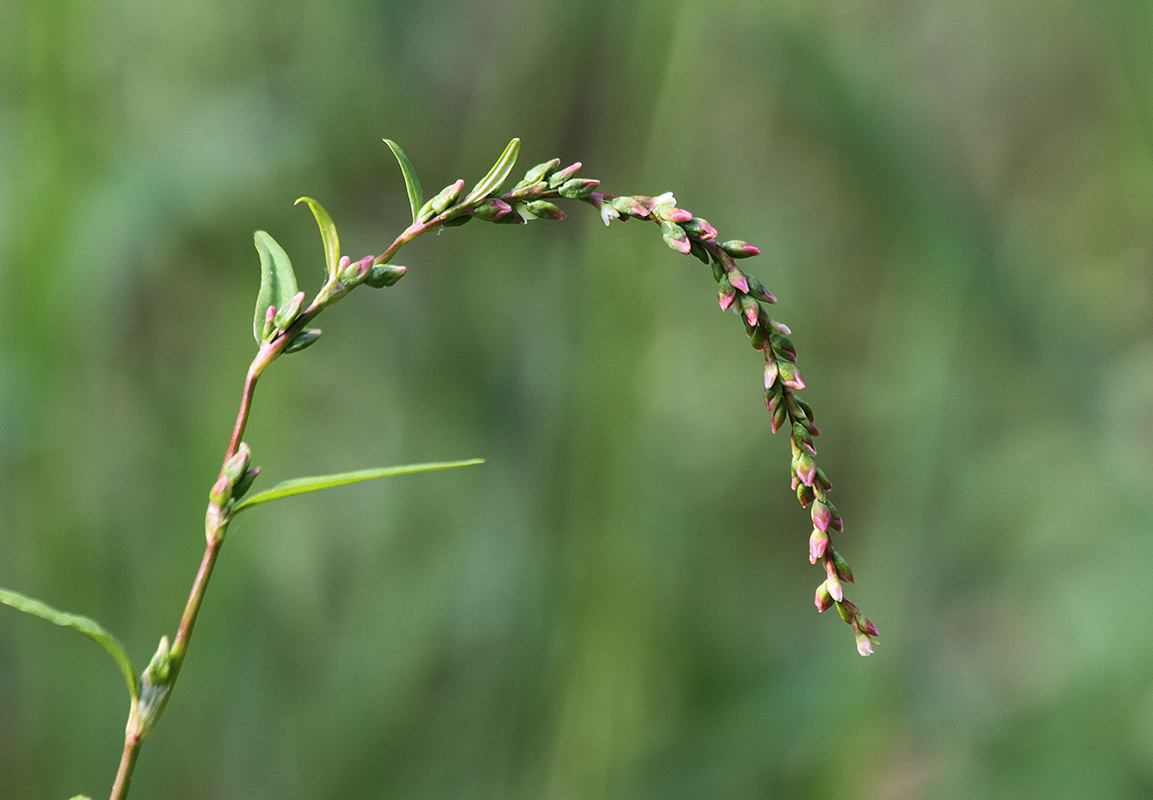 Image of Persicaria hydropiper specimen.