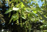 Acer tegmentosum