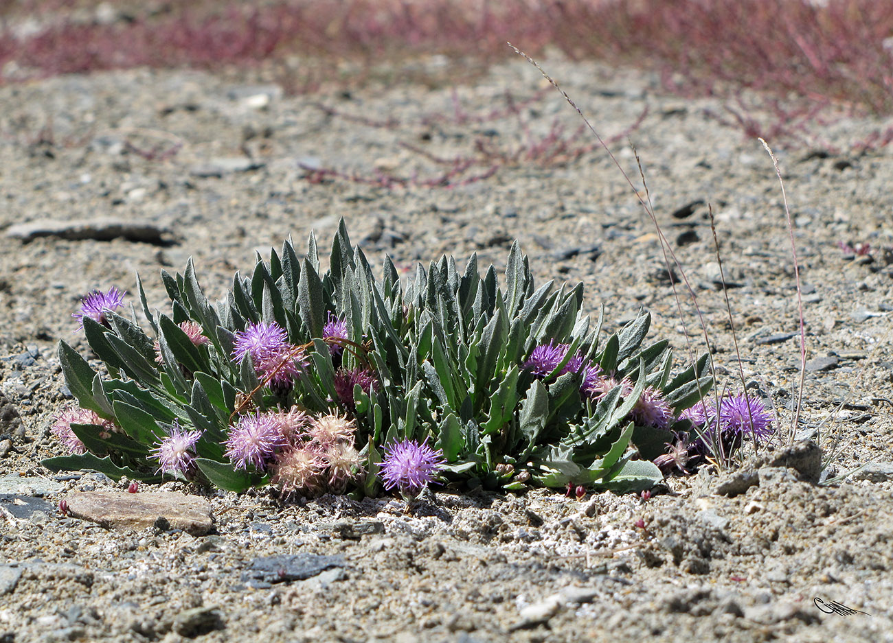 Image of Saussurea famintziniana specimen.