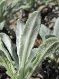Salvia canescens variety daghestanica. Листья (вид снизу). Дагестан, окр. с. Талги, каменистый склон. 15.05.2018.