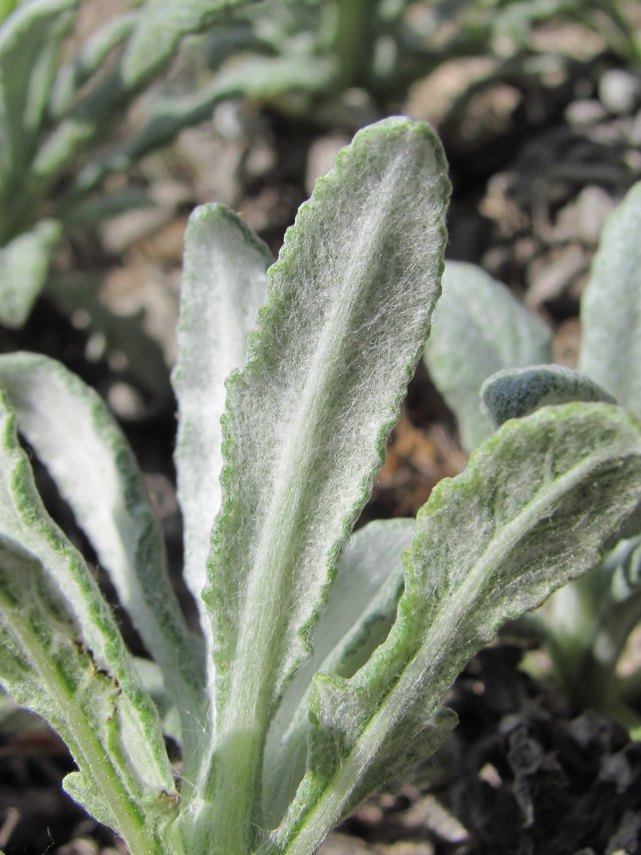 Image of Salvia canescens var. daghestanica specimen.