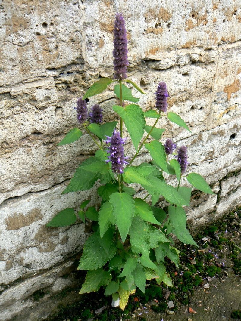 Изображение особи Agastache rugosa.