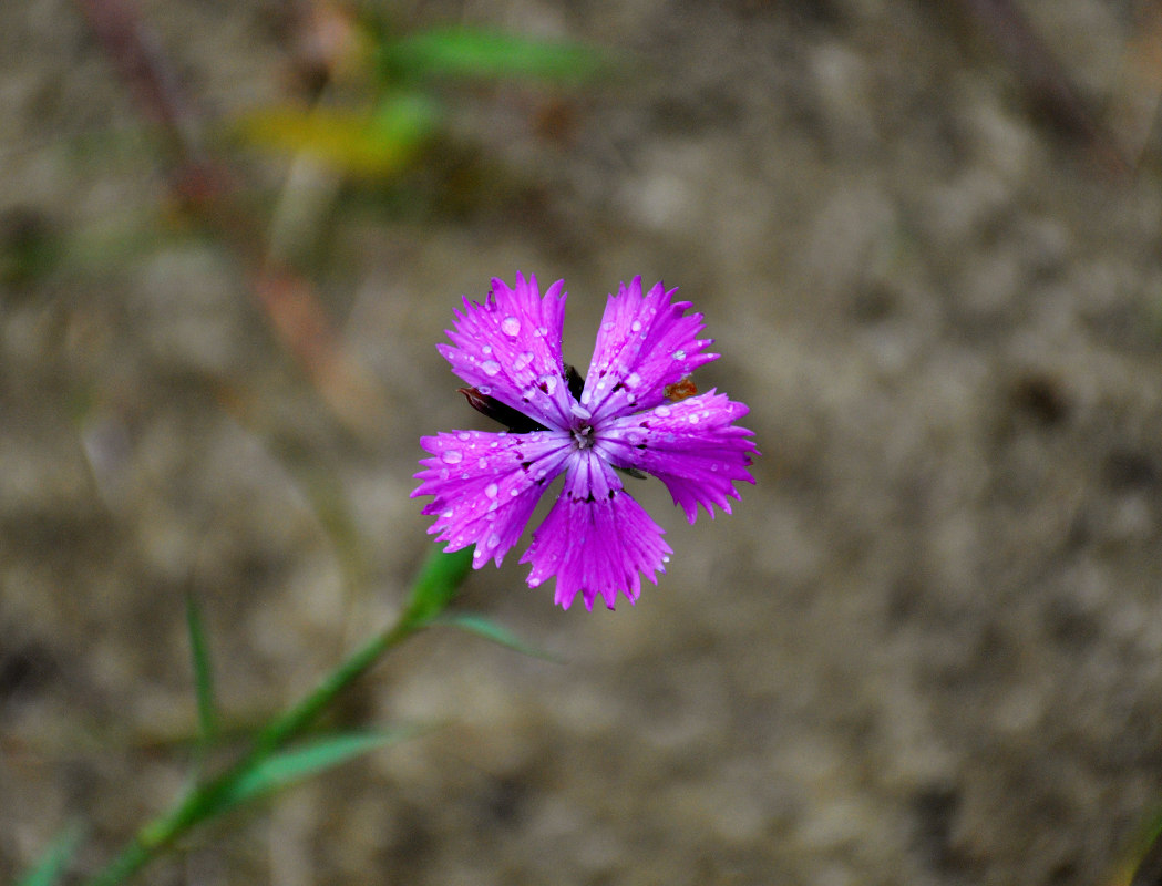 Изображение особи Dianthus fischeri.