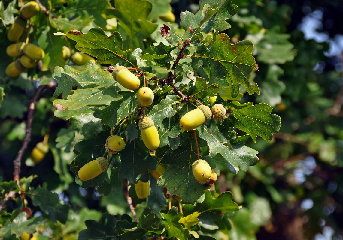 Image of Quercus robur specimen.