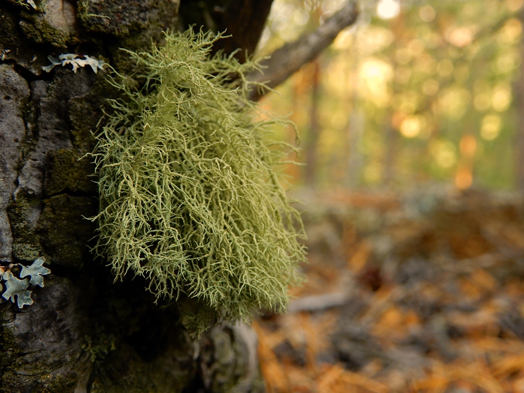 Image of Usnea hirta specimen.