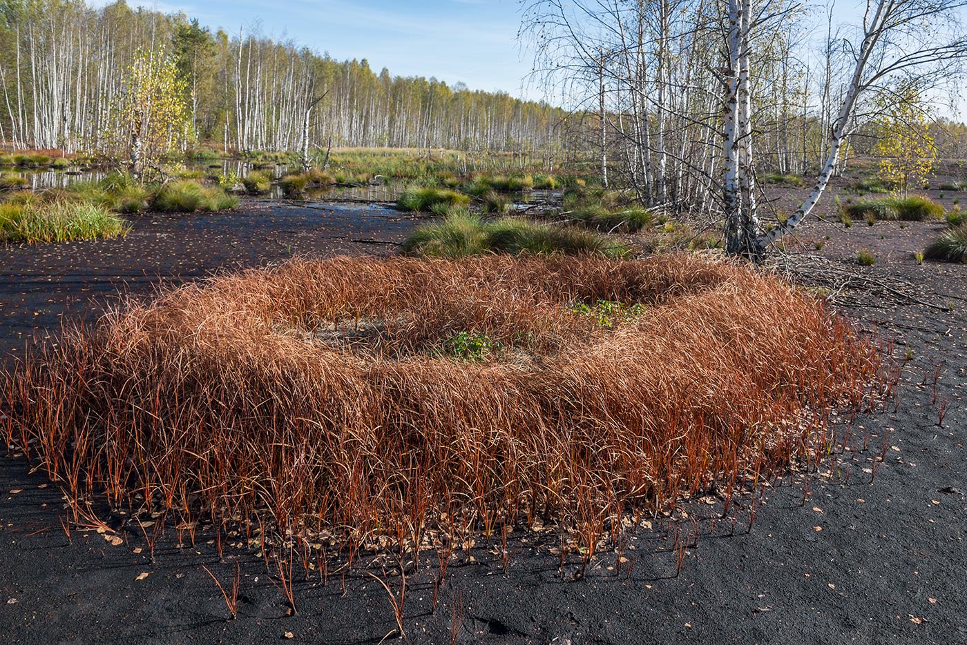 Изображение особи Eriophorum angustifolium.