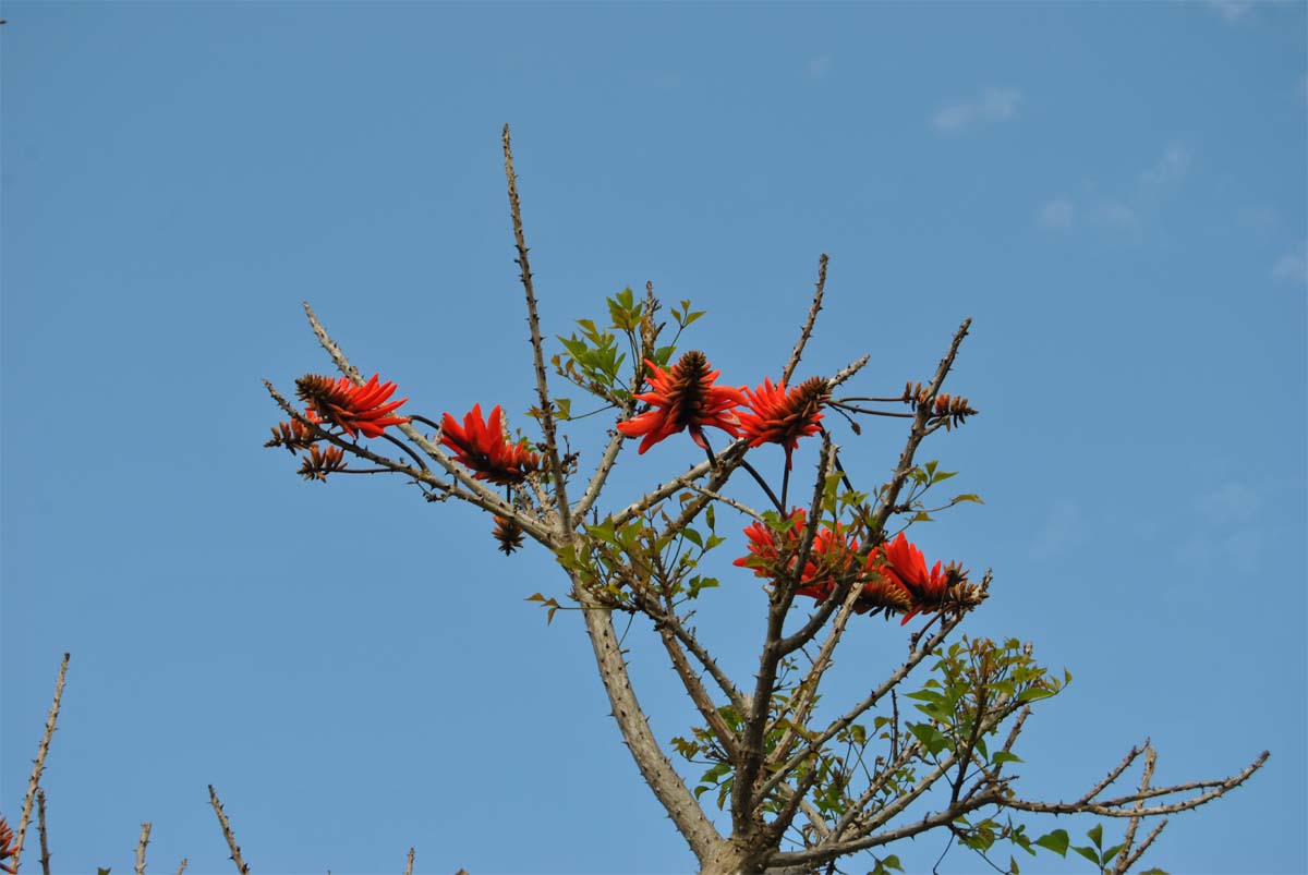 Изображение особи Erythrina latissima.