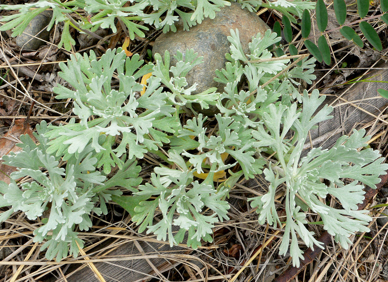 Image of genus Artemisia specimen.