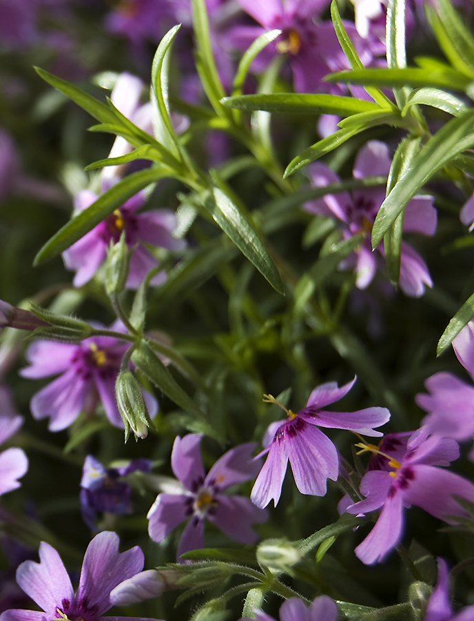 Изображение особи Phlox subulata.