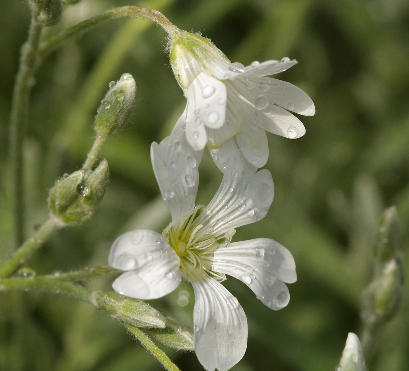 Image of genus Cerastium specimen.
