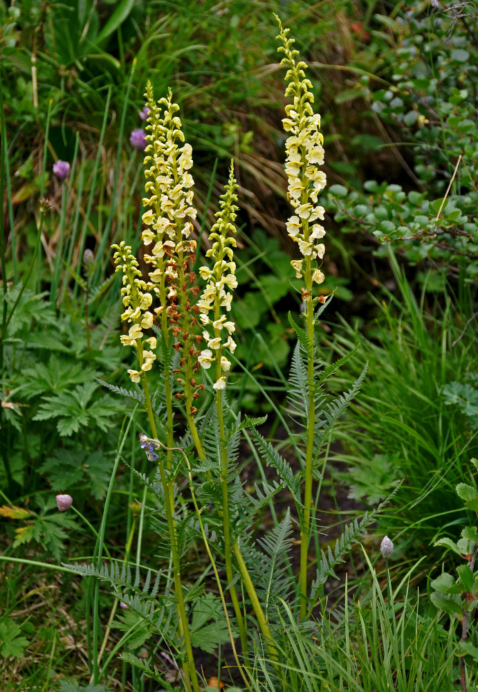 Image of Pedicularis incarnata specimen.