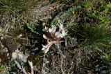 Astragalus testiculatus