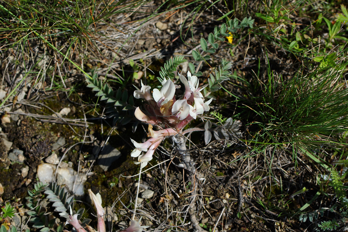 Изображение особи Astragalus testiculatus.