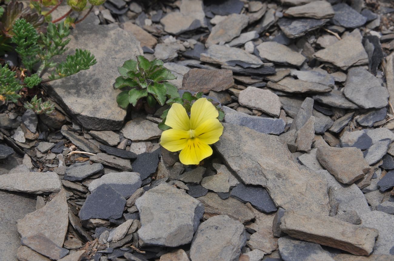 Image of Viola minuta specimen.