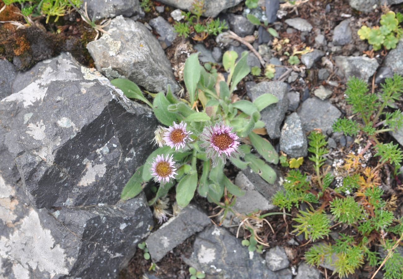 Изображение особи род Erigeron.